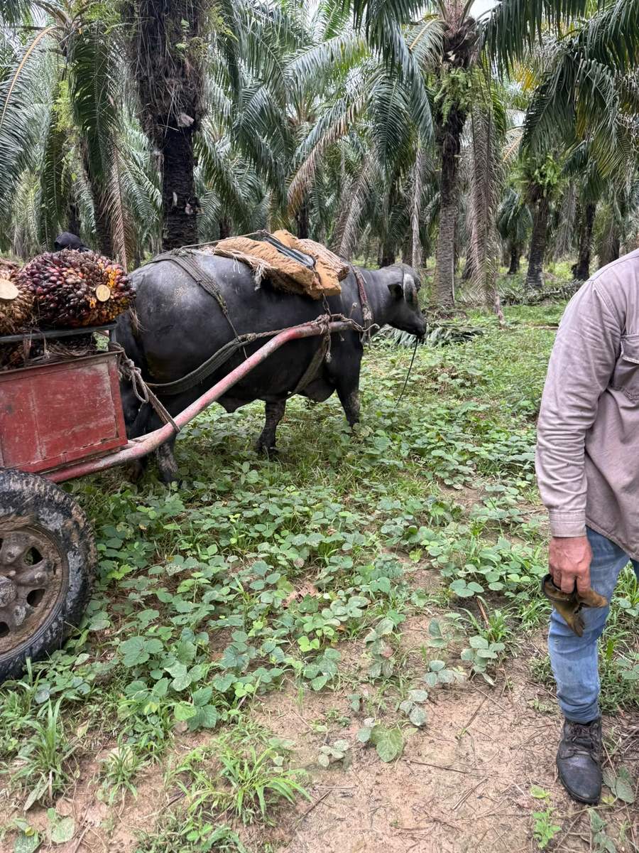 Búfalo de trabajo con carreta