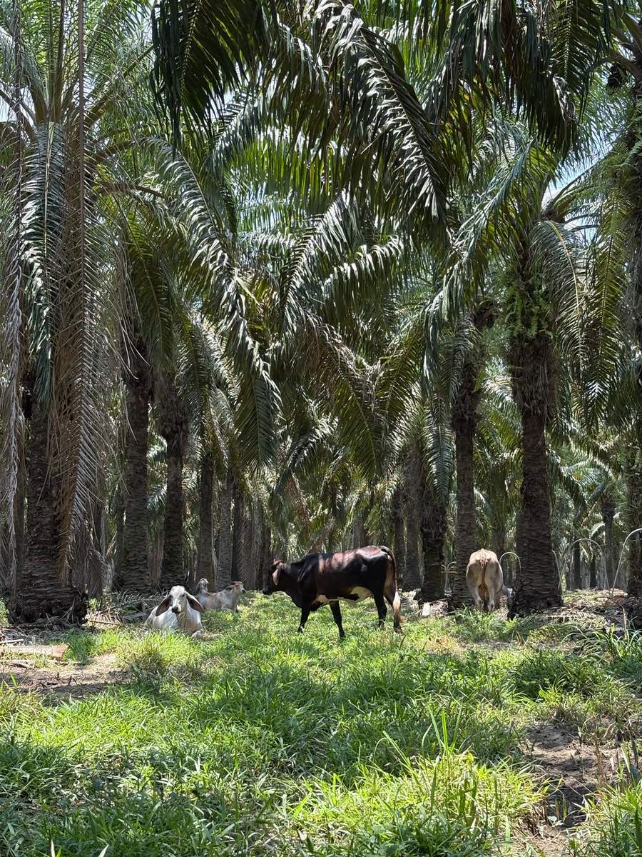 Ganado pastando bajo las palmas del cultivo