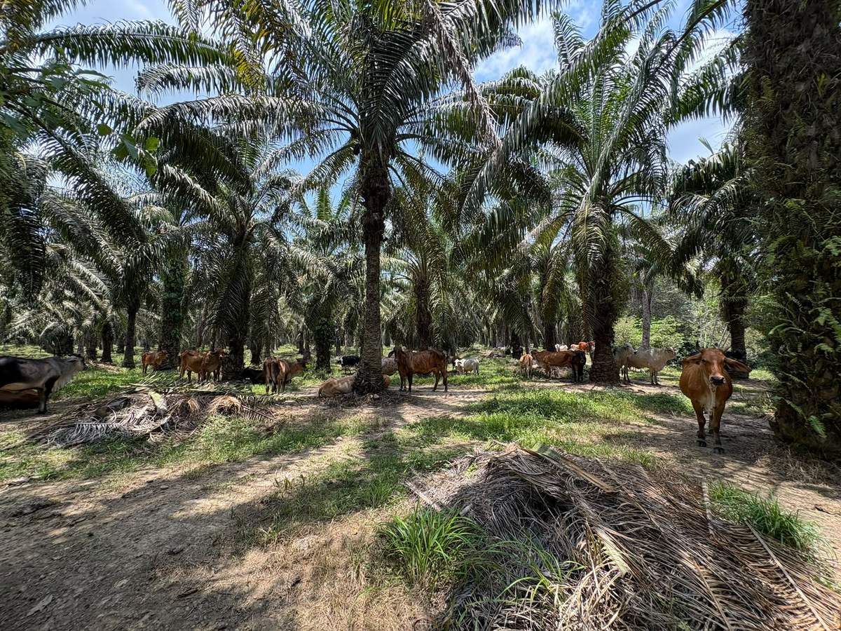 Palmar con coberturas vegetales y ganado